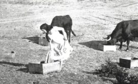 La ciudad perdida (Margarita Alexandre, Rafael M. Torrecilla, 1955)