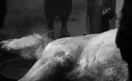 Le sang des bêtes (Georges Franju, 1949)