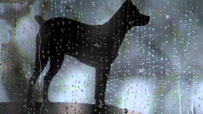 L’Alternativa inunda Barcelona de cine independiente