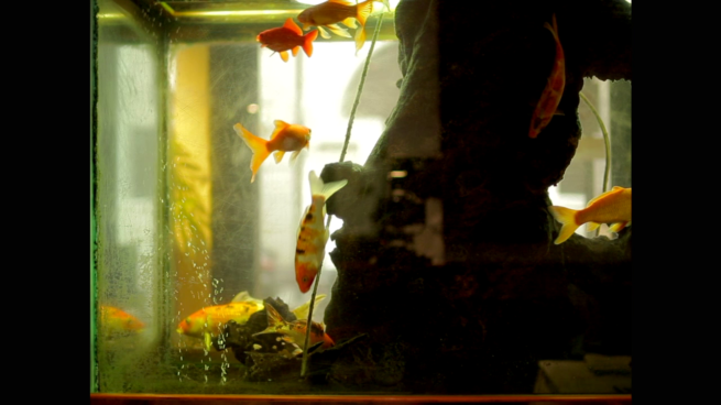 L’Aquarium et la Nation (El acuario y la nación, Jean-Marie Straub, 2014) L’Aquarium et la Nation (El acuario y la nación, Jean-Marie Straub, 2014)