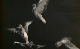 Les pigeons du square (Jean Painlevé, 1982) – Mubi