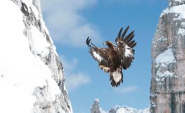 Golden Eagle, Call of the Wild (Otmar Penker, 2017)