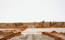 Notas de campo (Catarina Botelho, 2017) + EXPO LIO ’92 (María Cañas, 2017)
